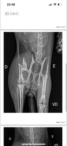 Animais - Ajude na cirurgia do meu gatinho!!!