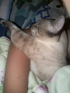 Animais - Salve o Zeus