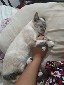 Vaquinha Online - Salve o Zeus