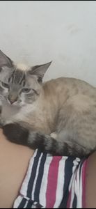 Ajudem meu gatinho 😭 - Salve o Zeus