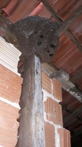 Um telhado para Sonorita  - Um telhado para Sonorita