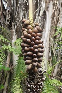 CANCELADA/APENAS RASCUNHO - APOIE A REDE TERRA DO MEIO E SEUS GUARDIÕES DA FLORESTA imagem 8