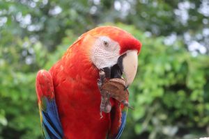 REDE TERRA DO MEIO - CANCELADA/APENAS RASCUNHO - APOIE A REDE TERRA DO MEIO E SEUS GUARDIÕES DA FLORESTA