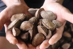 Crowdfunding - CANCELADA/APENAS RASCUNHO - APOIE A REDE TERRA DO MEIO E SEUS GUARDIÕES DA FLORESTA