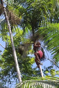 CANCELADA/APENAS RASCUNHO - APOIE A REDE TERRA DO MEIO E SEUS GUARDIÕES DA FLORESTA imagem 6