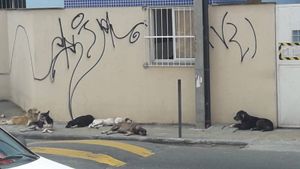 CANIL SOLIDÁRIO : ACOLHER, CUIDAR, TRATAR E ADOTAR   imagem 8