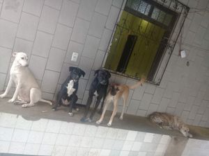 Financiamento Coletivo - CANIL SOLIDÁRIO : ACOLHER, CUIDAR, TRATAR E ADOTAR  