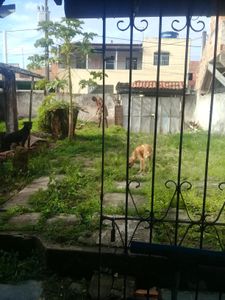 MARIA CRUZ - CANIL SOLIDÁRIO : ACOLHER, CUIDAR, TRATAR E ADOTAR  