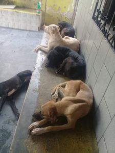 CANIL SOLIDÁRIO : ACOLHER, CUIDAR, TRATAR E ADOTAR   imagem 10