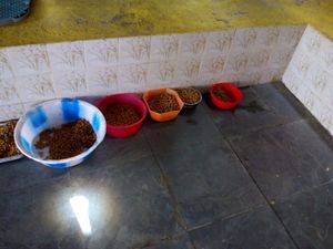 Animais - CANIL SOLIDÁRIO : ACOLHER, CUIDAR, TRATAR E ADOTAR  