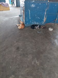 CANIL SOLIDÁRIO : ACOLHER, CUIDAR, TRATAR E ADOTAR   imagem 7