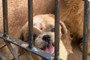 Vaquinha Online - Ajude eu manter cachorrinhos abandonados 🙌