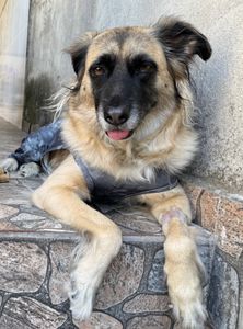 Cirurgias da Estrela