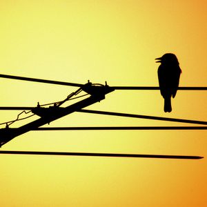 Vaquinha João Sal imagem 6