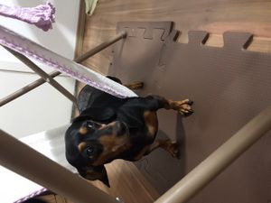 Vaquinha Online - Reabilitação da Nega 