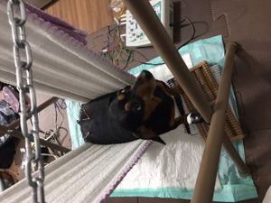 Animais - Reabilitação da Nega 