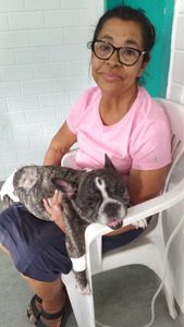 Saúde e Emergências - Vakiinha da Aysha,Bulldog