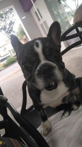 Vaquinha da Aysha, Bulldog - Vakiinha da Aysha,Bulldog