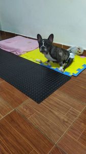 Vaquinha Online - Vakiinha da Aysha,Bulldog