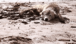Ajude as vítimas das tragédias no Rio Grande do Sul! Sua ajuda é urgente e crucial. imagem 7