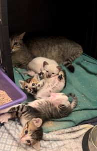 Vaquinha Online - Corrente do bem - Comunicações Intuitivas (Rebeka) - Internação Mãezinha e Filhotes