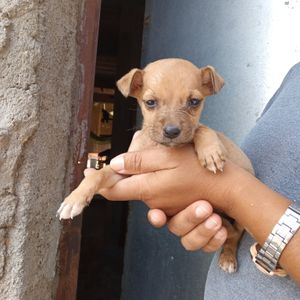 Vaquinha Online - Ajudando animais de rua....