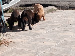 Animais - Ajudando animais de rua....