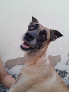 Vaquinha Online - AJUDA para a cirurgia e tratamento de C.A de Lisa!