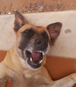 AJUDA para a cirurgia e tratamento de C.A  de Lisa! - AJUDA para a cirurgia e tratamento de C.A de Lisa!