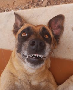 Animais - AJUDA para a cirurgia e tratamento de C.A de Lisa!