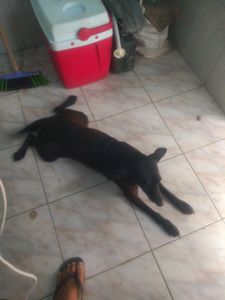 Vaquinha Online - #queroserfeliz