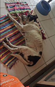 Animais - Ajude o Lev!