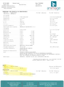 Ajude o gatinho Lucas a continuar seu tratamento contra a insuficiência renal crônica  imagem 7