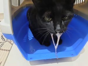  Gatinho Lucas  - Ajude o gatinho Lucas a continuar seu tratamento contra a insuficiência renal crônica 