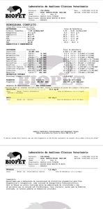 Ajude o gatinho Lucas a continuar seu tratamento contra a insuficiência renal crônica  imagem 10