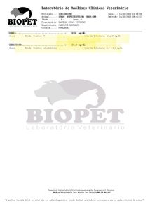 Ajude o gatinho Lucas a continuar seu tratamento contra a insuficiência renal crônica  imagem 8
