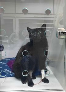 Vaquinha Online - Ajude o gatinho Lucas a continuar seu tratamento contra a insuficiência renal crônica 