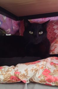 São José dos Campos/SP - Ajude o gatinho Lucas a continuar seu tratamento contra a insuficiência renal crônica 