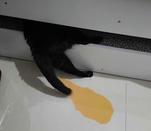 Animais - Ajude o gatinho Lucas a continuar seu tratamento contra a insuficiência renal crônica 