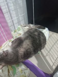 Vaquinha Online - Ajuda para contas veterinária 