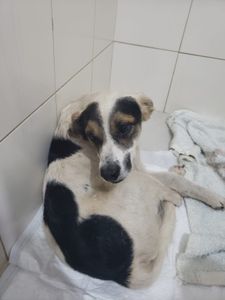 Rafael Porcaria - Campanha para cuidados e cirurgias do Rafael Porcaria