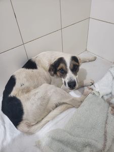 Vaquinha Online - Campanha para cuidados e cirurgias do Rafael Porcaria