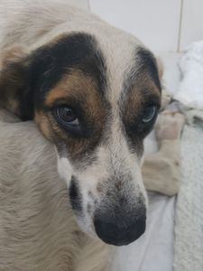 Animais - Campanha para cuidados e cirurgias do Rafael Porcaria