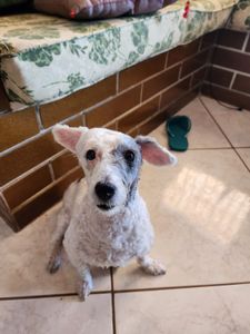 Rio de Janeiro/RJ - Tratamento Julie