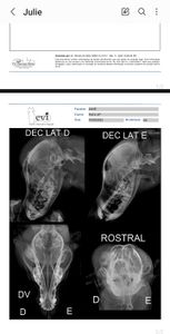 Animais - Tratamento Julie