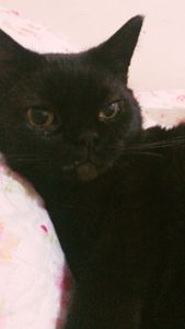 Cirurgia para tratar a gatinha Janis imagem 8