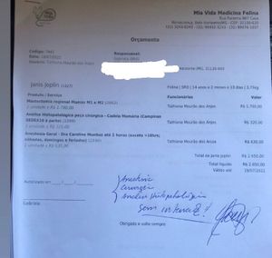 Cirurgia para tratar a gatinha Janis imagem 7