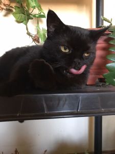 Saúde e Emergências - Cirurgia para tratar a gatinha Janis