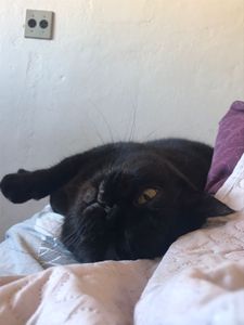 Cirurgia para tratar a gatinha Janis imagem 6