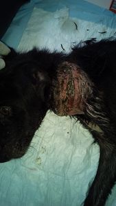 Animais - Os Animais da Aufamily Precisam de Vocês!